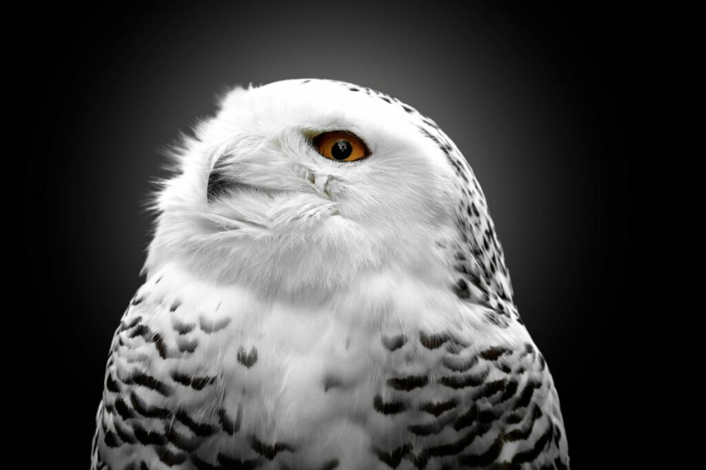Harfang des neiges en noir et blanc