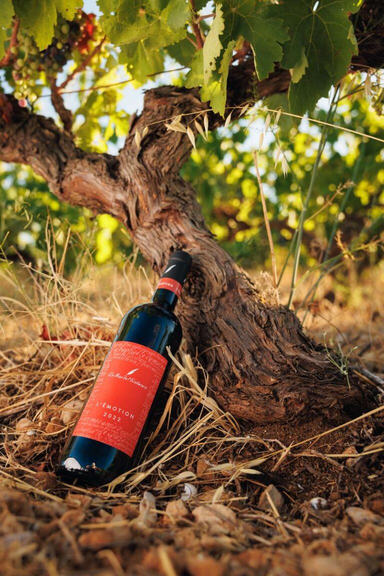 Bouteille du Mas de l'Écriture posée au pied d'un vieux cep de vigne