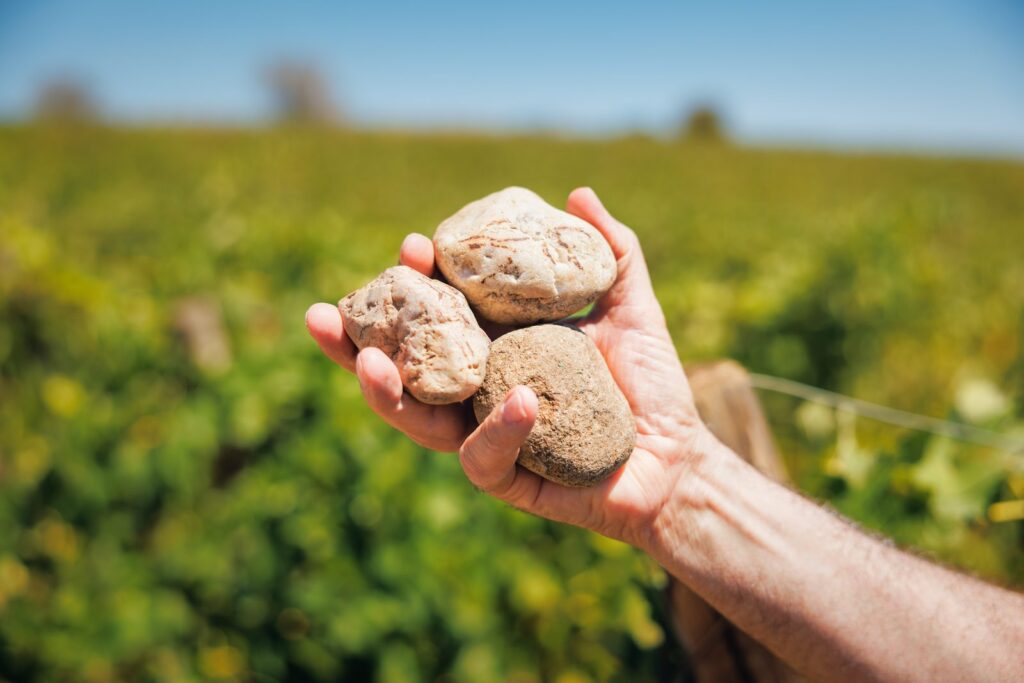 Mains tenant des galets du terroir dans les vignes du Mas de l’Écriture