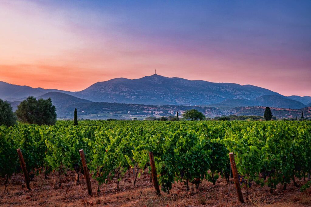 Vignes du Mas de l'Écriture sous un ciel rose au coucher du soleil, vallée de l'Hérault