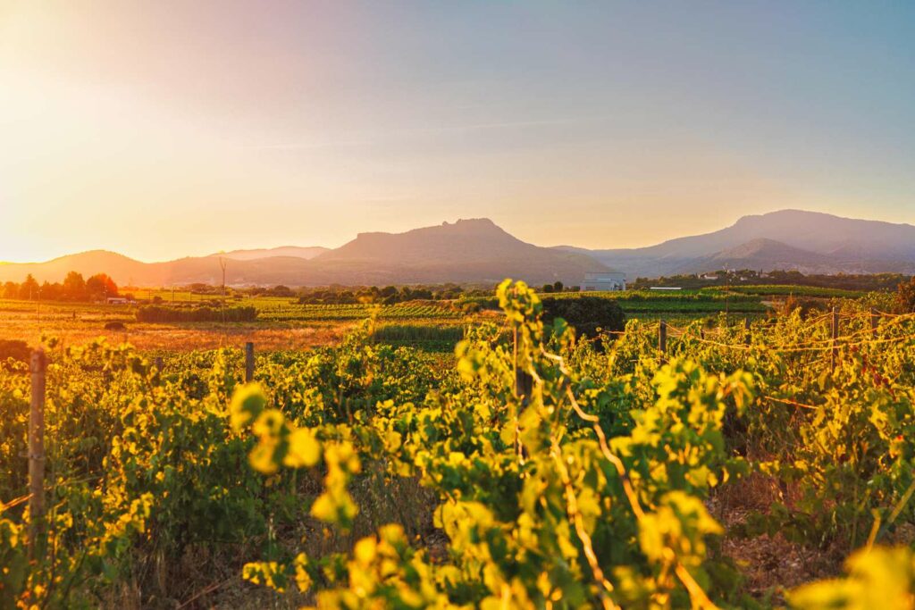 Vignes éclairées par la lumière du soir dans l’Hérault